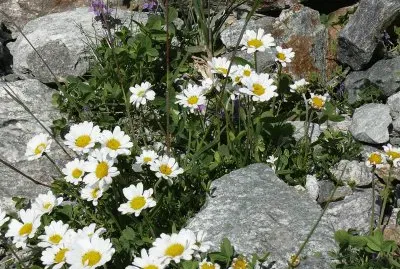 FlorilÃ¨ge (Suisse)
