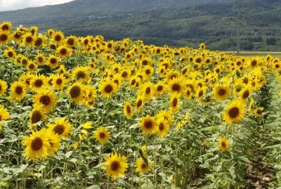 tournesols jigsaw puzzle