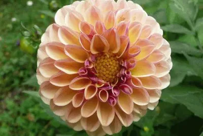 dahlia