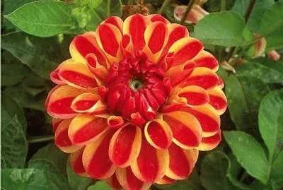 פאזל של dahlia