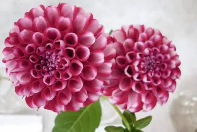 פאזל של dahlia