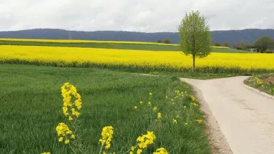 champs de colza