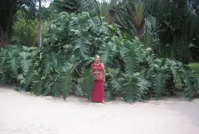 jardin botanico