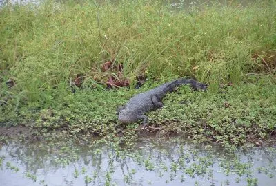 פאזל של BaÃ±ado La Estrella. Formosa. Argentina