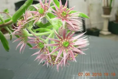 Passiflores (Belgium)