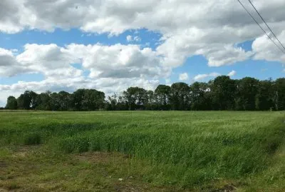 il grano verde