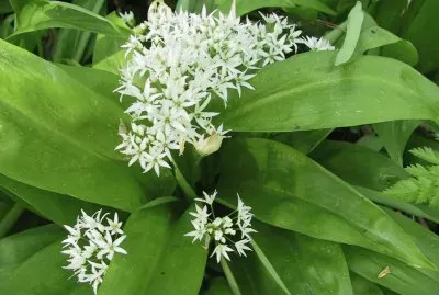 Ail des Ours (East Belgium)