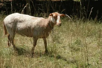 Welsch red sheep (East Belgium)