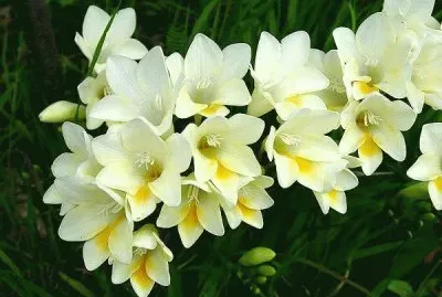 freesias