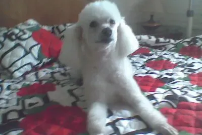 פאזל של MI NENA EN CAMA