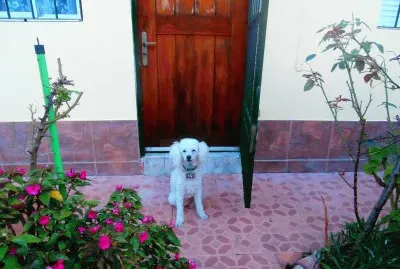 MI MASCOTA