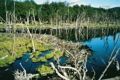 Castorera en Tierra del Fuego. Argentina jigsaw puzzle