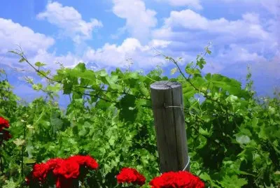 ViÃ±edo en la Provincia de Mendoza. Argentina