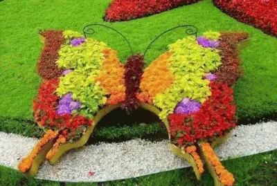 borboleta