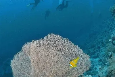 פאזל של PN Ras Muhammad. Egipto