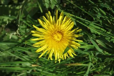 dandilion