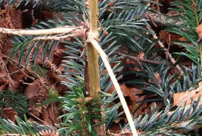 Meals game (East Belgium)