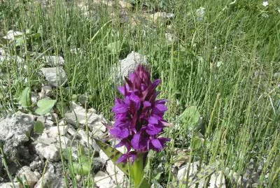 Orchis (Alpes-France)