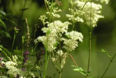 Barbe de Bouc (East Belgium)