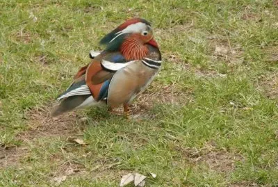 Mandarin (Maastricht-Nl.)