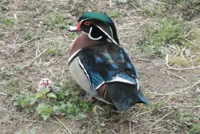Nice bird (Maastricht-Nl.)