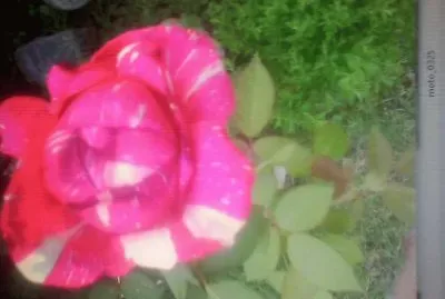 MI ROSA MATIZADA