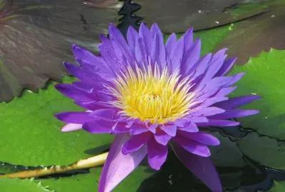 waterlilly