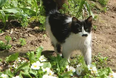 A cat I met in Turkey