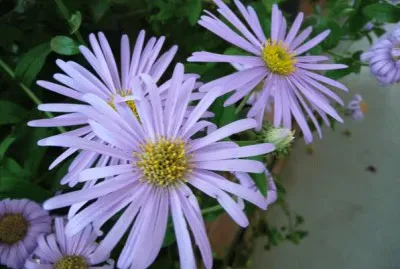 aster