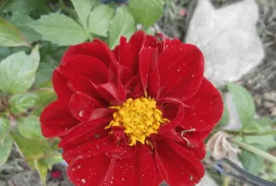 FLORE MÃAS