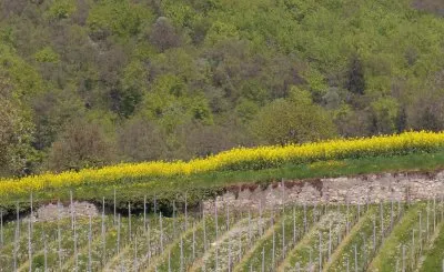 vignes et colza