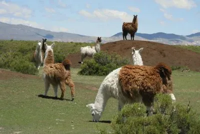 פאזל של En la Provincia de Jujuy. Argentina