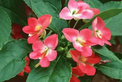 impatiens