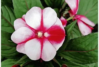 impatiens