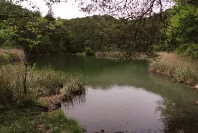 bois de Finges jigsaw puzzle