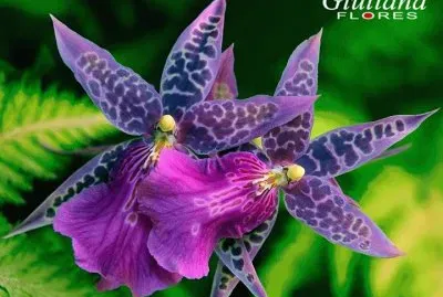 flores