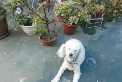 MACOTITA