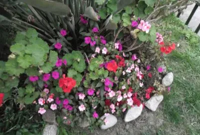 ALGRIAS FLORES