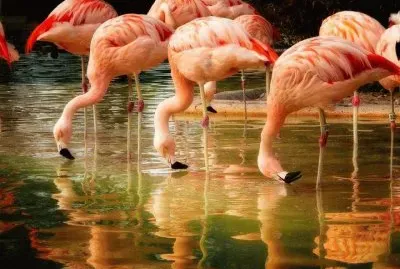 Flamencs jigsaw puzzle