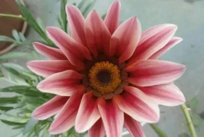 GAZANIA