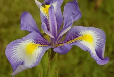 iris