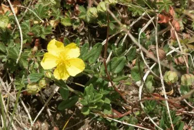 HÃ©lianthÃ¨me (East Belgium)