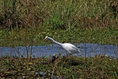 En los Esteros del IberÃ¡. Corrientes. Argentina jigsaw puzzle