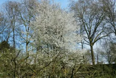 Arbres en fleurs (Nl)