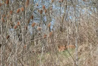 Sleeping fox (East Belgium)