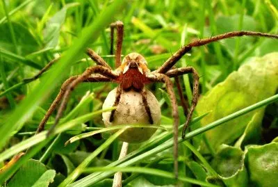 Pisauris mirabilis (East Belgium)