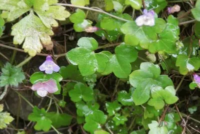 Cymbalaire des Murs (Theux-East-Belgium)