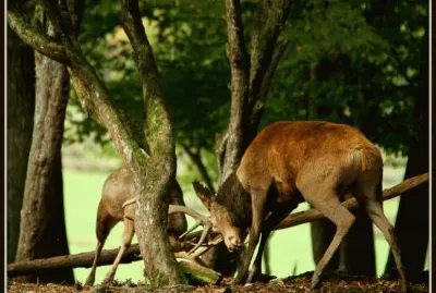 Combat de mÃ¢les (East Belgium)