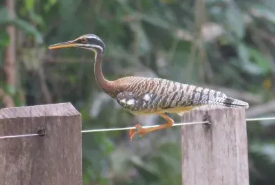 Pavãozinho do Pará