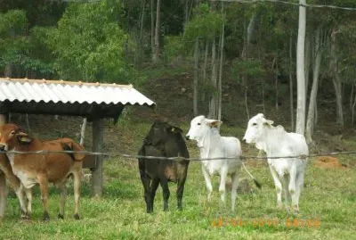 Novilhas